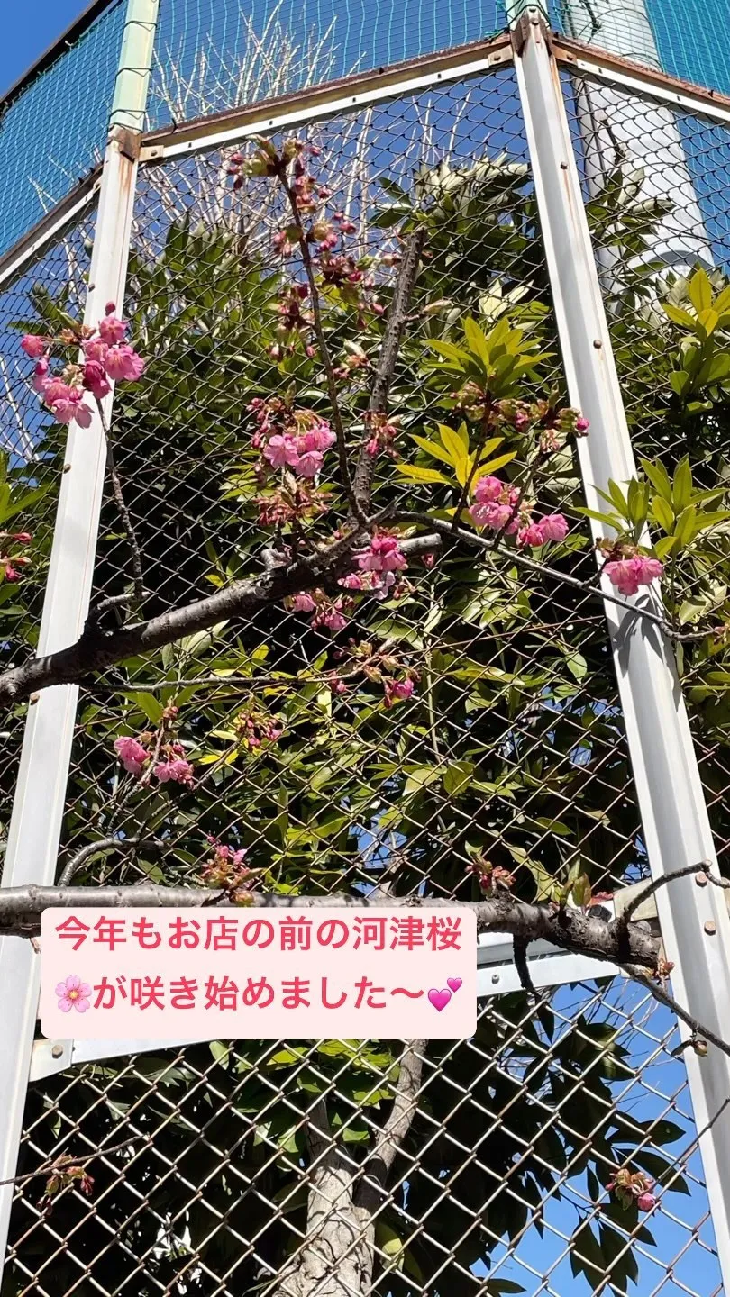 【浅草カフェマンマナターレ前の桜🌸】