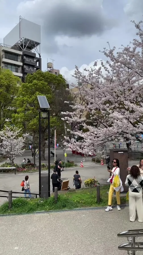 【桜🌸が満開】